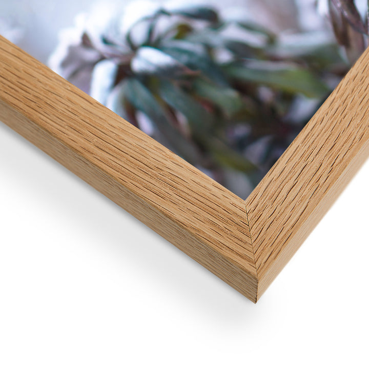 Poster - Frost on leaves, a moment in nature