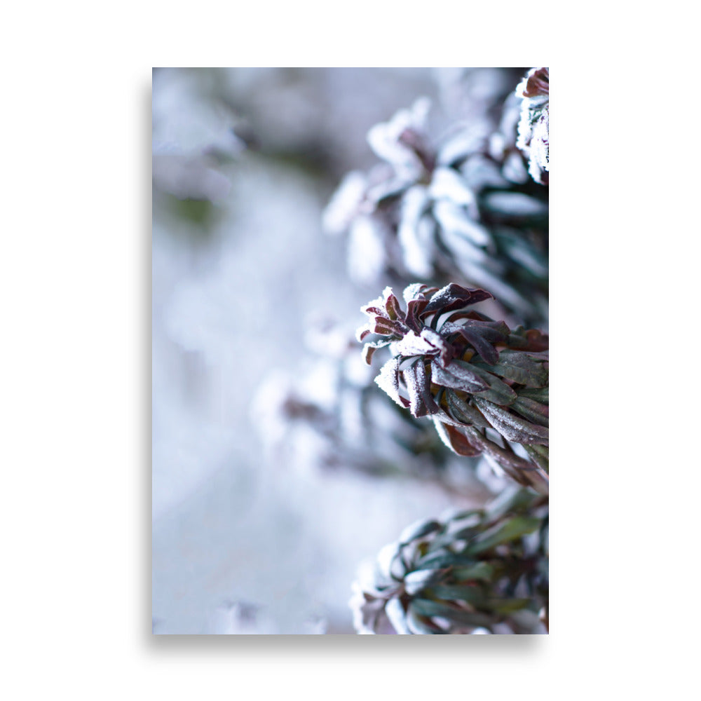 Poster - Frost on leaves, a moment in nature