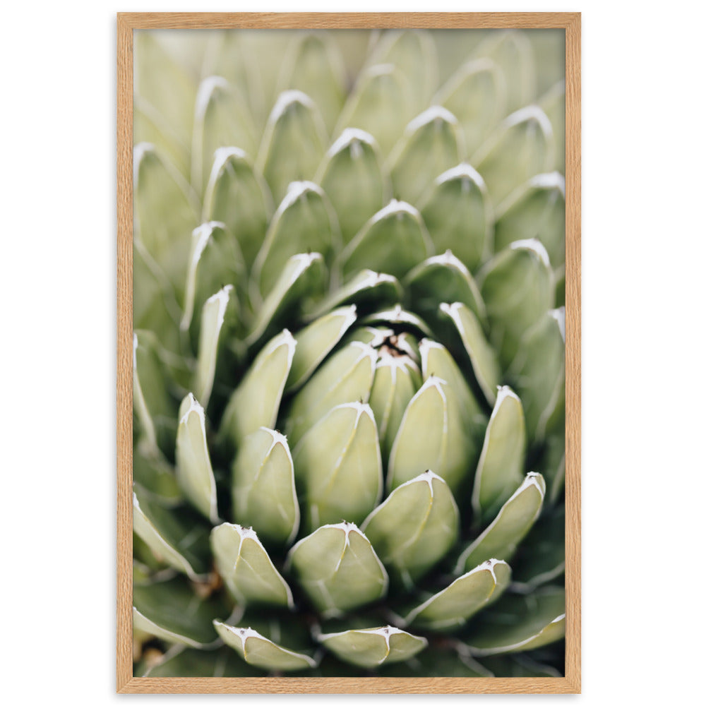 Poster - Cactus Flower II Oak / 61×91 cm artlia