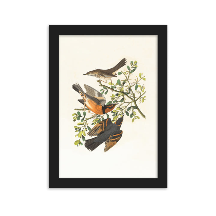 Poster - Drei Vögel auf Ästen Schwarz / 21×30 cm artlia
