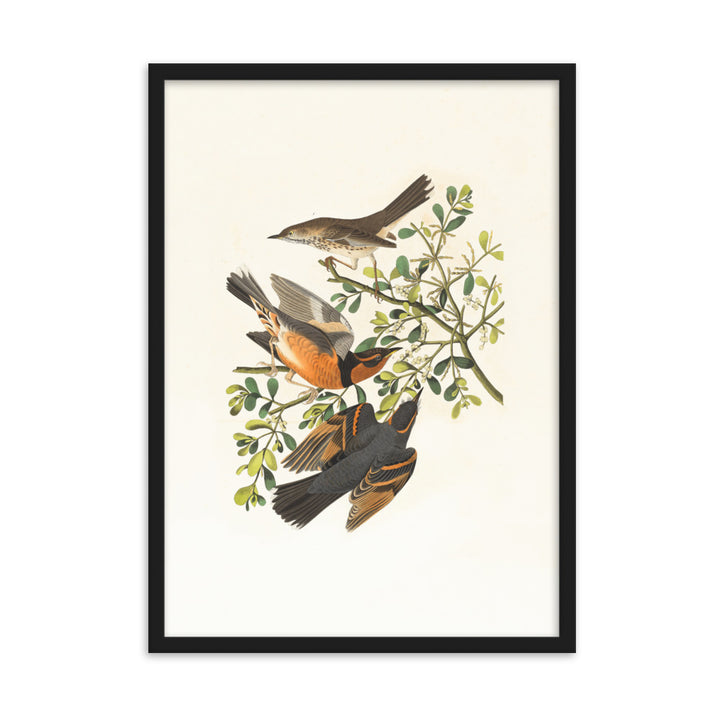 Poster - Drei Vögel auf Ästen Schwarz / 50×70 cm artlia