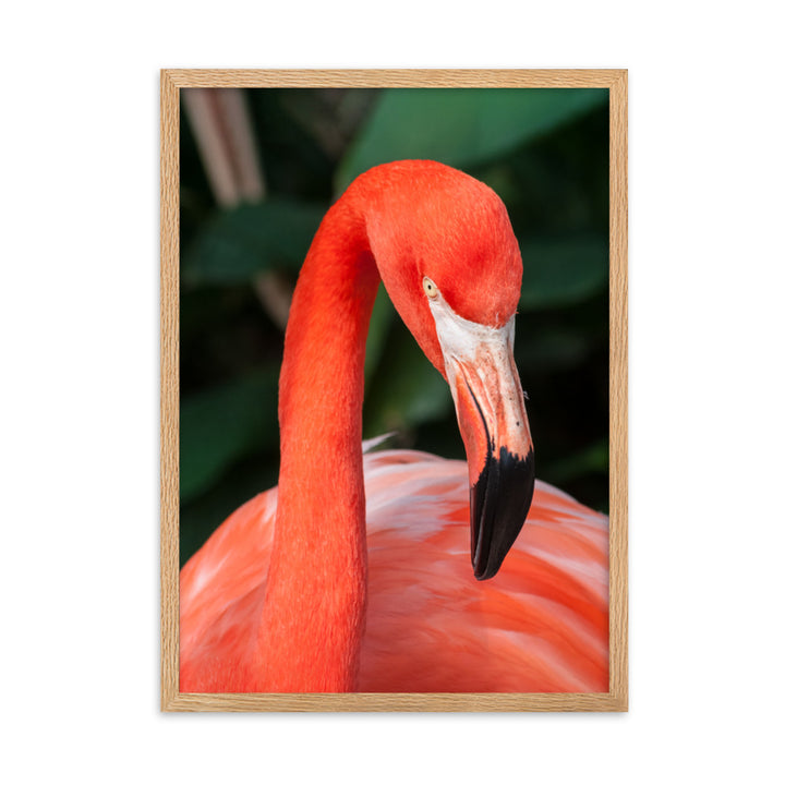 Poster - Flamingo, Phoenicopterus Ruber Oak / 50×70 cm artlia