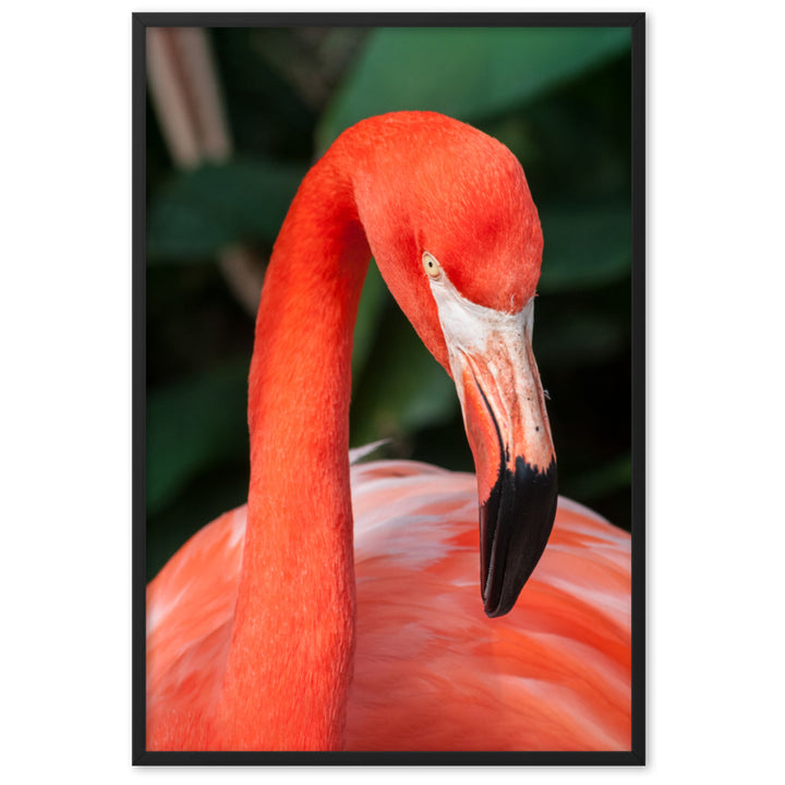 Poster - Flamingo, Phoenicopterus Ruber Schwarz / 61×91 cm artlia