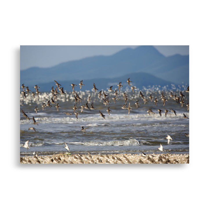 Poster - Shorebirds 21×30 cm artlia