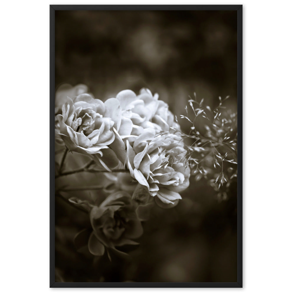 Poster - Weiße Pfingstrosen Schwarz / 61×91 cm artlia