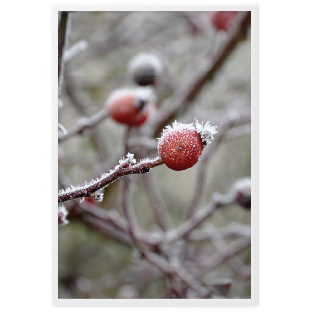Poster - Winterbeeren II Weiß / 61×91 cm artlia