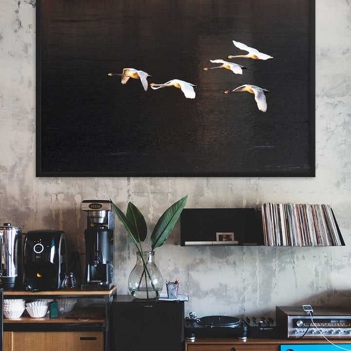 Fliegende Schwäne - Poster artlia