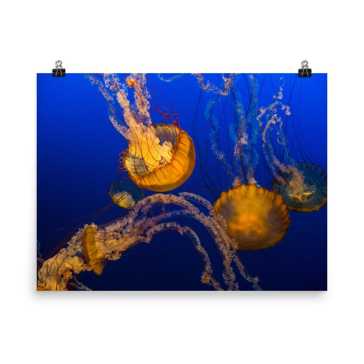 Gelbe Qualle - Poster 30x41 cm artlia