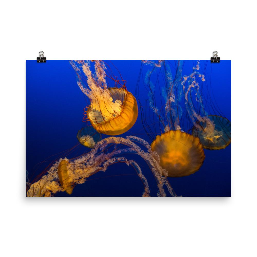 Gelbe Qualle - Poster 30x45 cm artlia