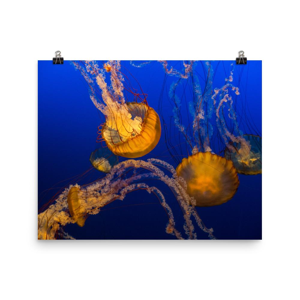 Gelbe Qualle - Poster 20x25 cm artlia