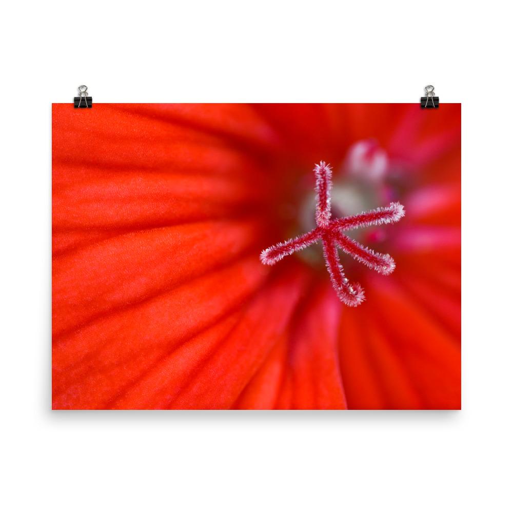 Geranie - Poster 30x41 cm artlia