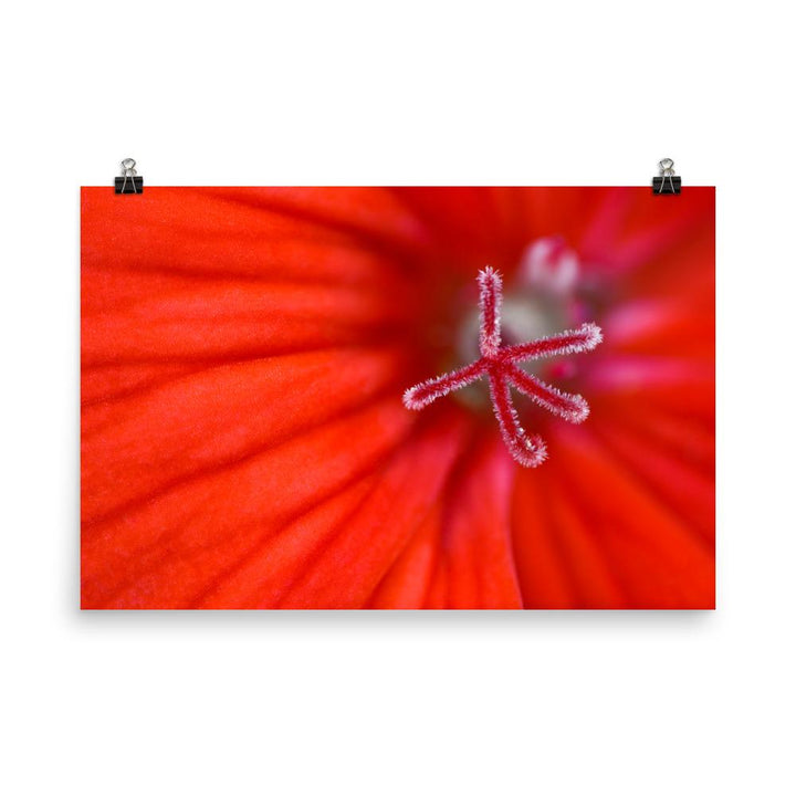 Geranie - Poster 30x45 cm artlia