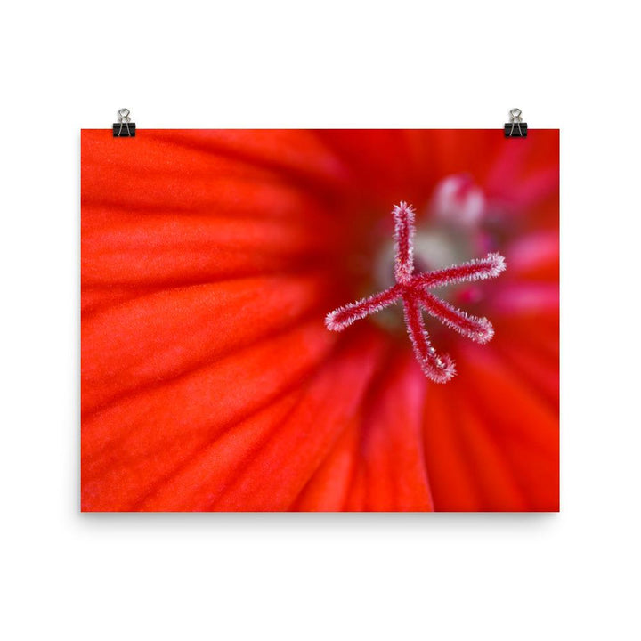 Geranie - Poster 20x25 cm artlia