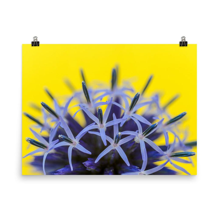 Kugeldiestel - Poster 30x41 cm artlia