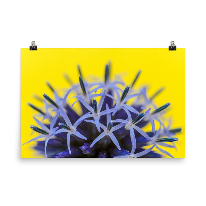 Kugeldiestel - Poster 30x45 cm artlia