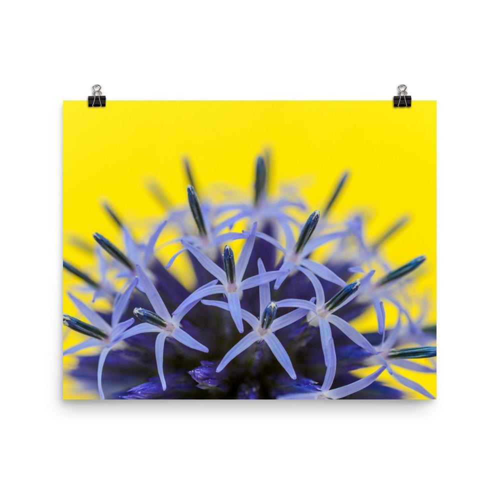 Kugeldiestel - Poster 20x25 cm artlia