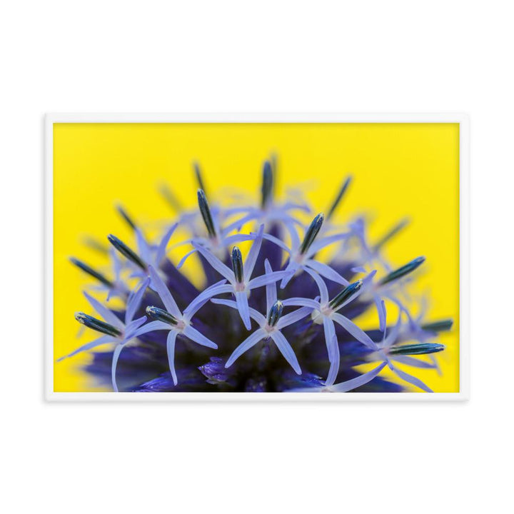 Kugeldiestel - Poster artlia