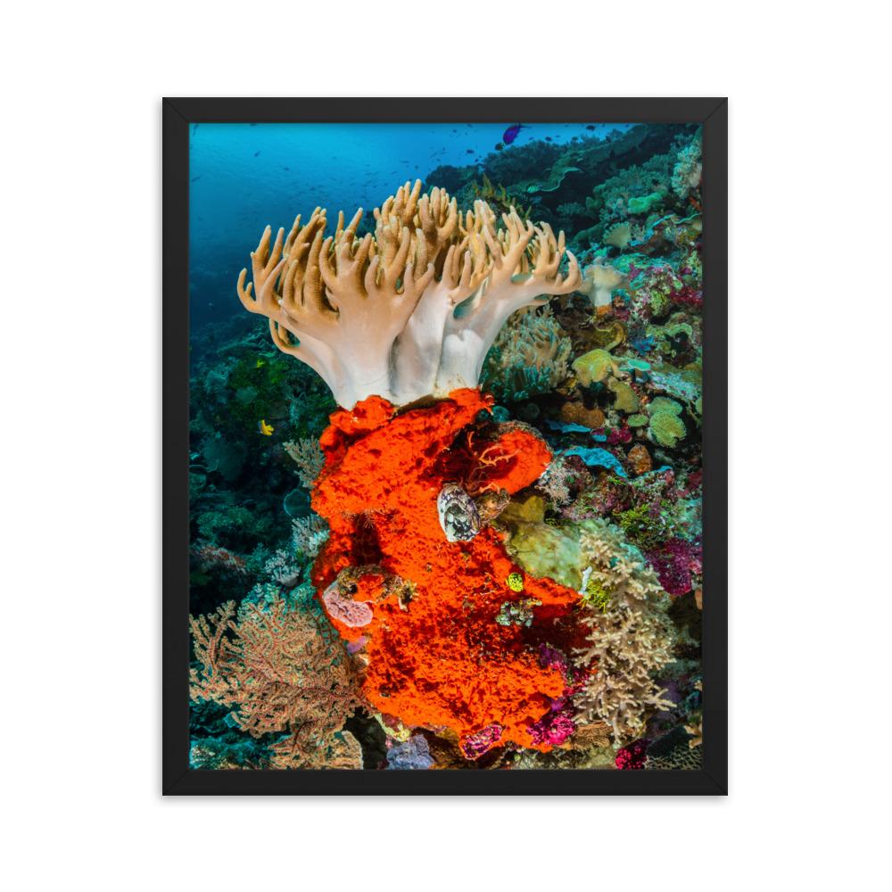 Lederkoralle - Poster im Rahmen schwarz / 41x51 cm artlia