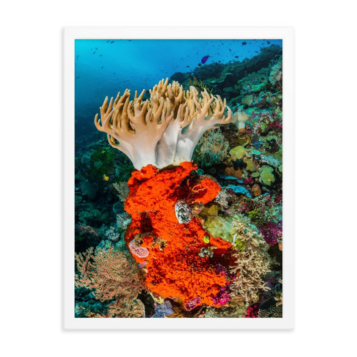 Lederkoralle - Poster im Rahmen weiß / 46x61 cm artlia