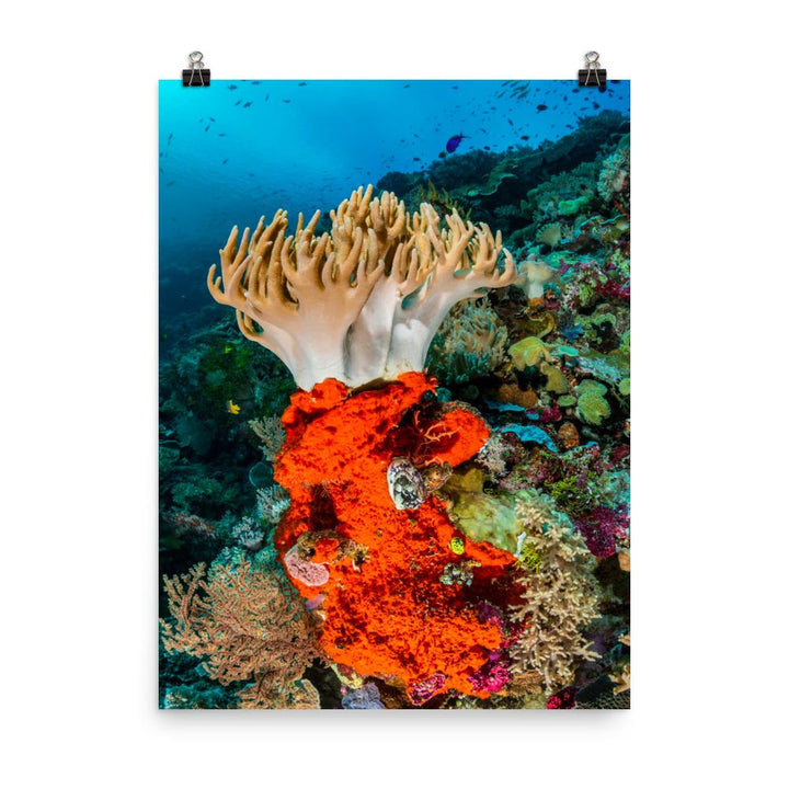 Lederkoralle - Poster 46x61 cm artlia