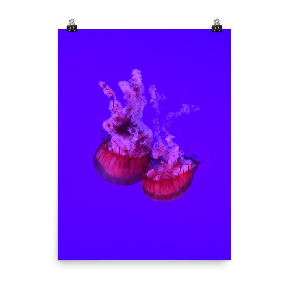 Pinke Qualle - Poster 30x41 cm artlia