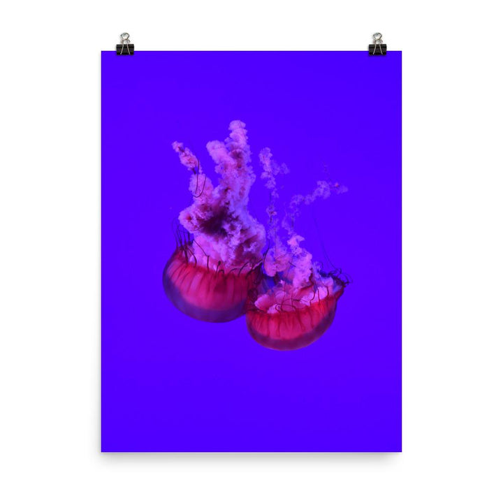 Pinke Qualle - Poster 30x41 cm artlia