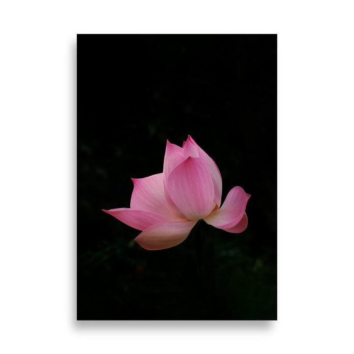 Poster - Lotus Seerose 21×30 cm artlia