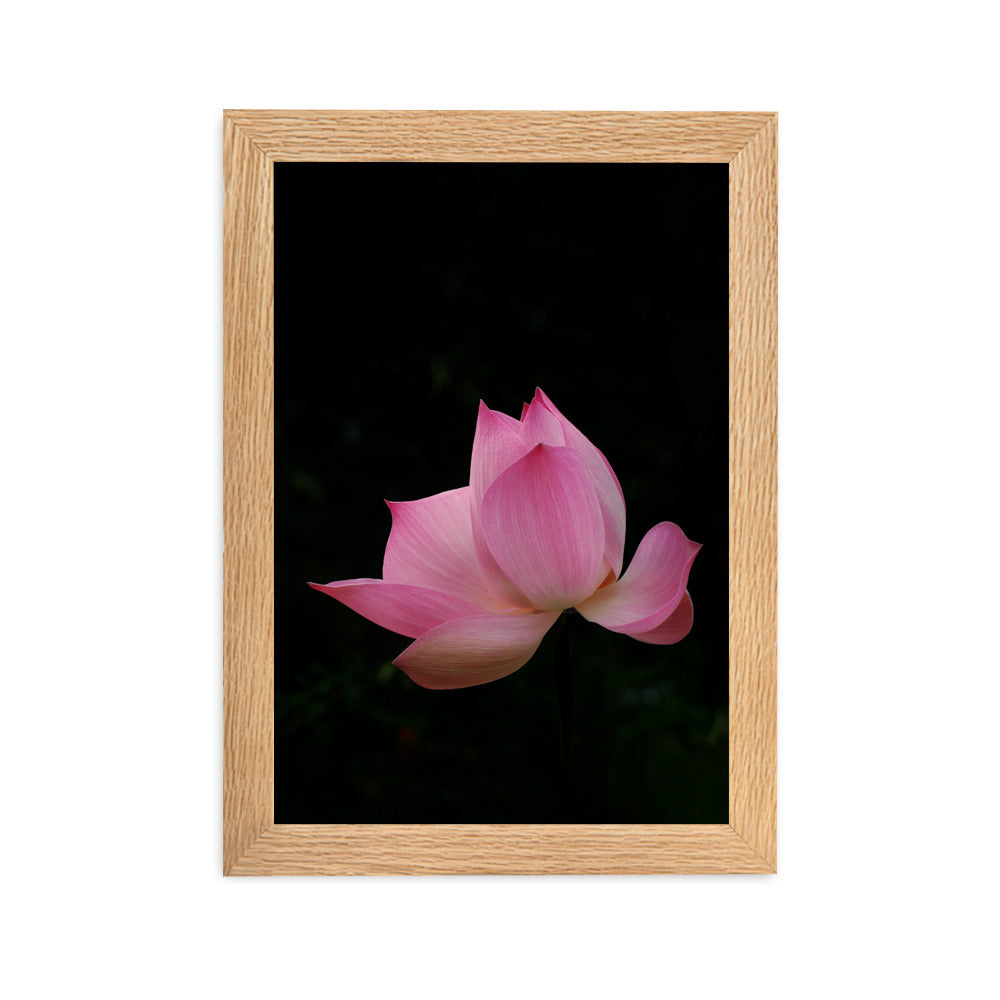 Poster mit Rahmen - Lotus Seerose Oak / 21×30 cm artlia