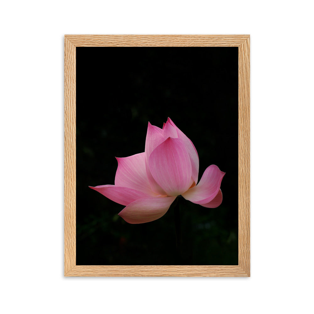 Poster mit Rahmen - Lotus Seerose Oak / 30×40 cm artlia