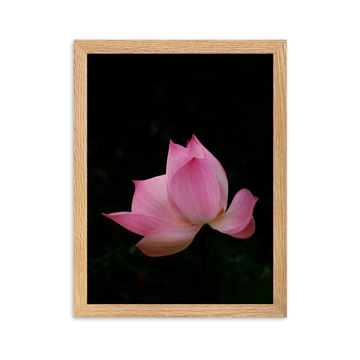 Poster mit Rahmen - Lotus Seerose Oak / 30×40 cm artlia