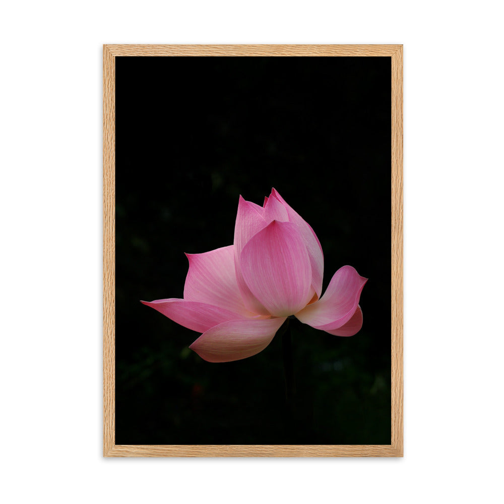 Poster mit Rahmen - Lotus Seerose Oak / 50×70 cm artlia