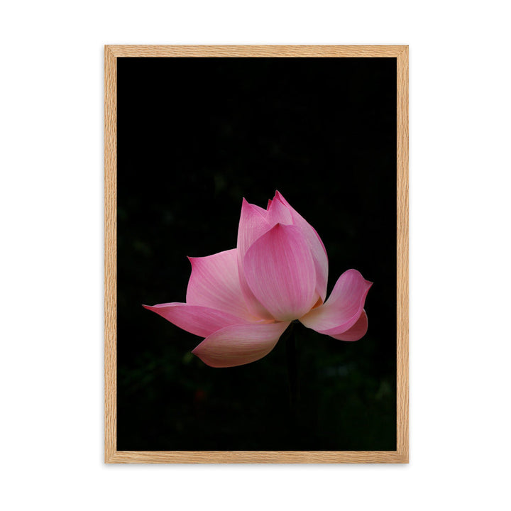 Poster mit Rahmen - Lotus Seerose Oak / 50×70 cm artlia