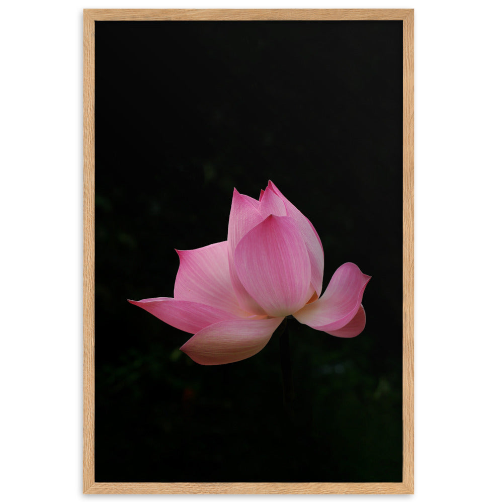 Poster mit Rahmen - Lotus Seerose Oak / 61×91 cm artlia