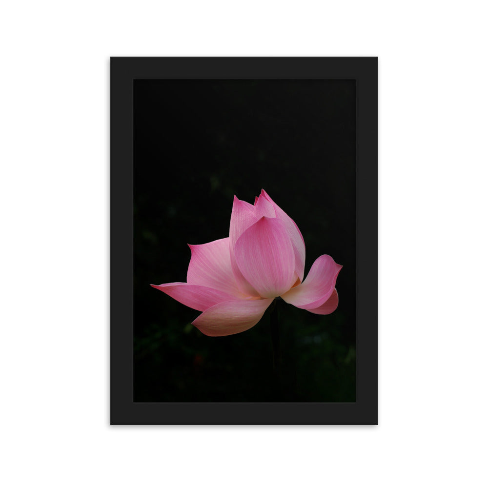 Poster mit Rahmen - Lotus Seerose Schwarz / 21×30 cm artlia
