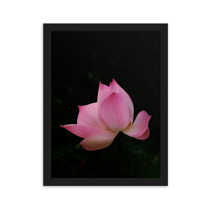Poster mit Rahmen - Lotus Seerose Schwarz / 30×40 cm artlia