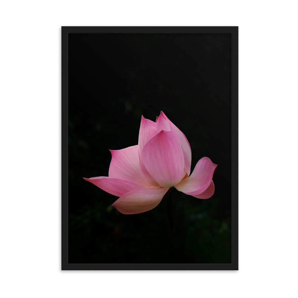 Poster mit Rahmen - Lotus Seerose Schwarz / 50×70 cm artlia