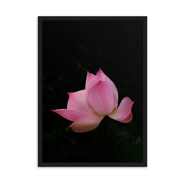 Poster mit Rahmen - Lotus Seerose Schwarz / 50×70 cm artlia