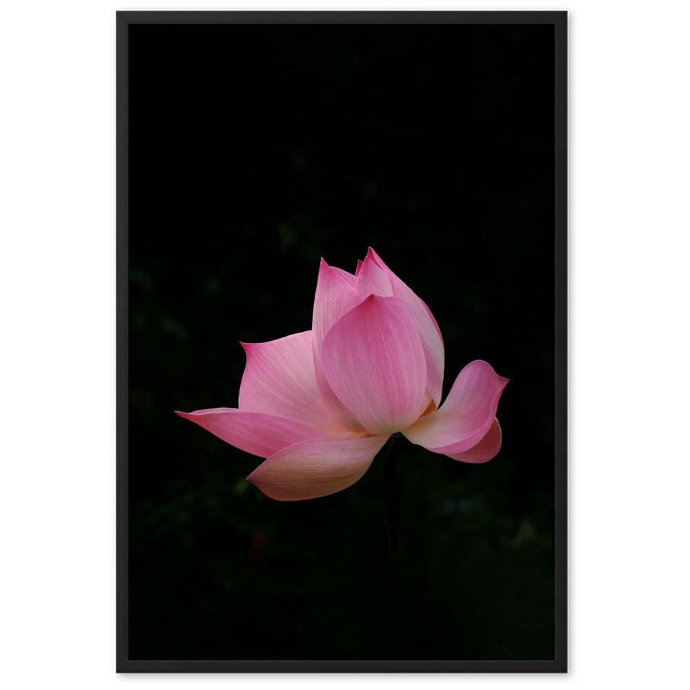 Poster mit Rahmen - Lotus Seerose Schwarz / 61×91 cm artlia