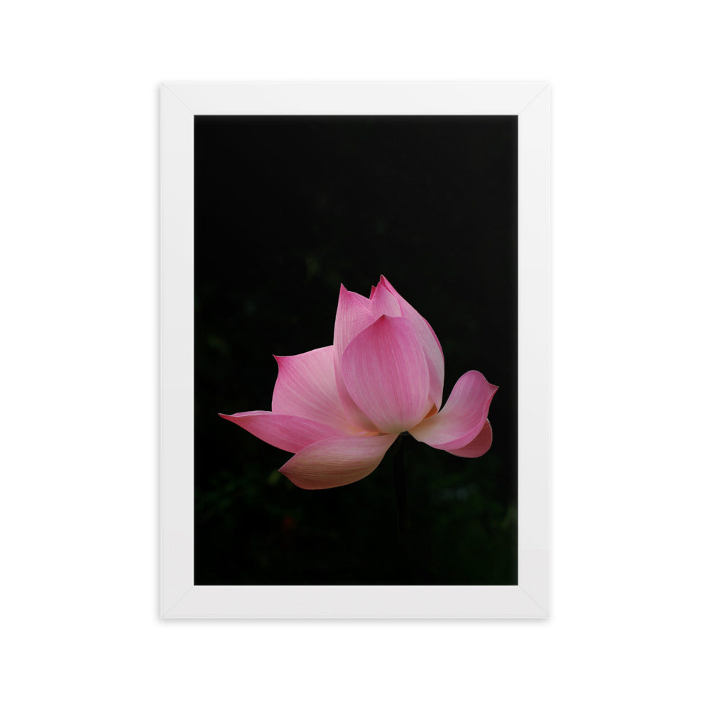 Poster mit Rahmen - Lotus Seerose Weiß / 21×30 cm artlia