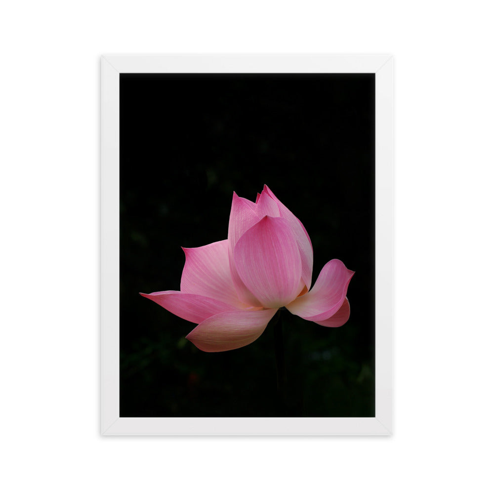 Poster mit Rahmen - Lotus Seerose Weiß / 30×40 cm artlia