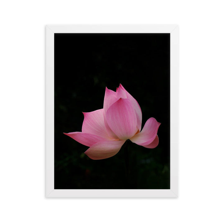 Poster mit Rahmen - Lotus Seerose Weiß / 30×40 cm artlia