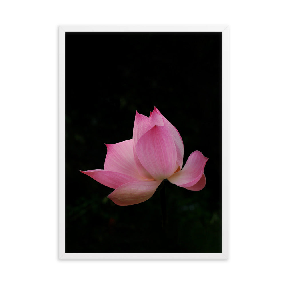 Poster mit Rahmen - Lotus Seerose Weiß / 50×70 cm artlia
