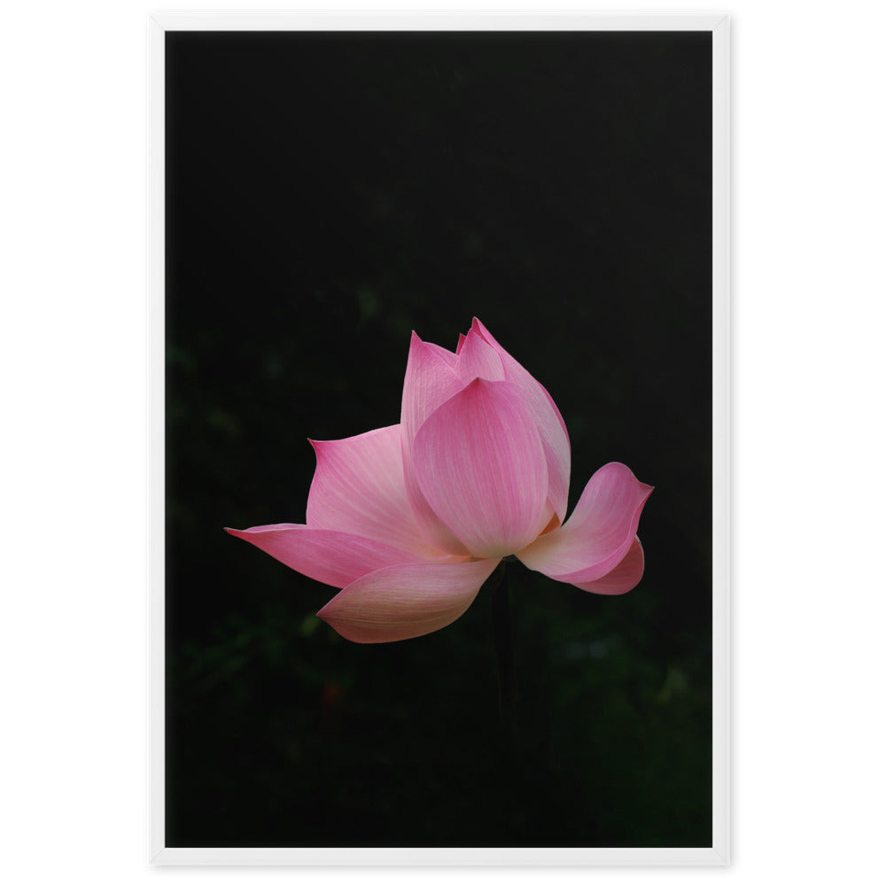 Poster mit Rahmen - Lotus Seerose Weiß / 61×91 cm artlia