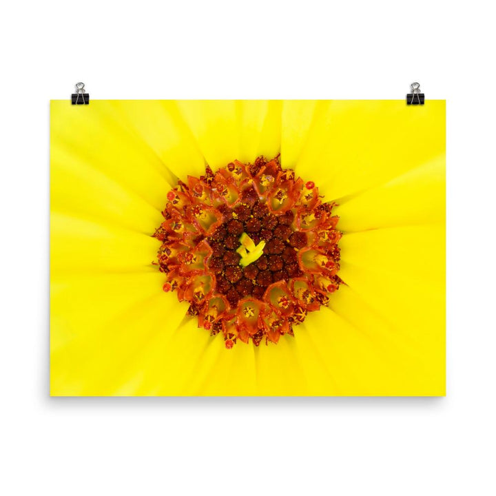 Ringelblume - Poster 30x45 cm artlia