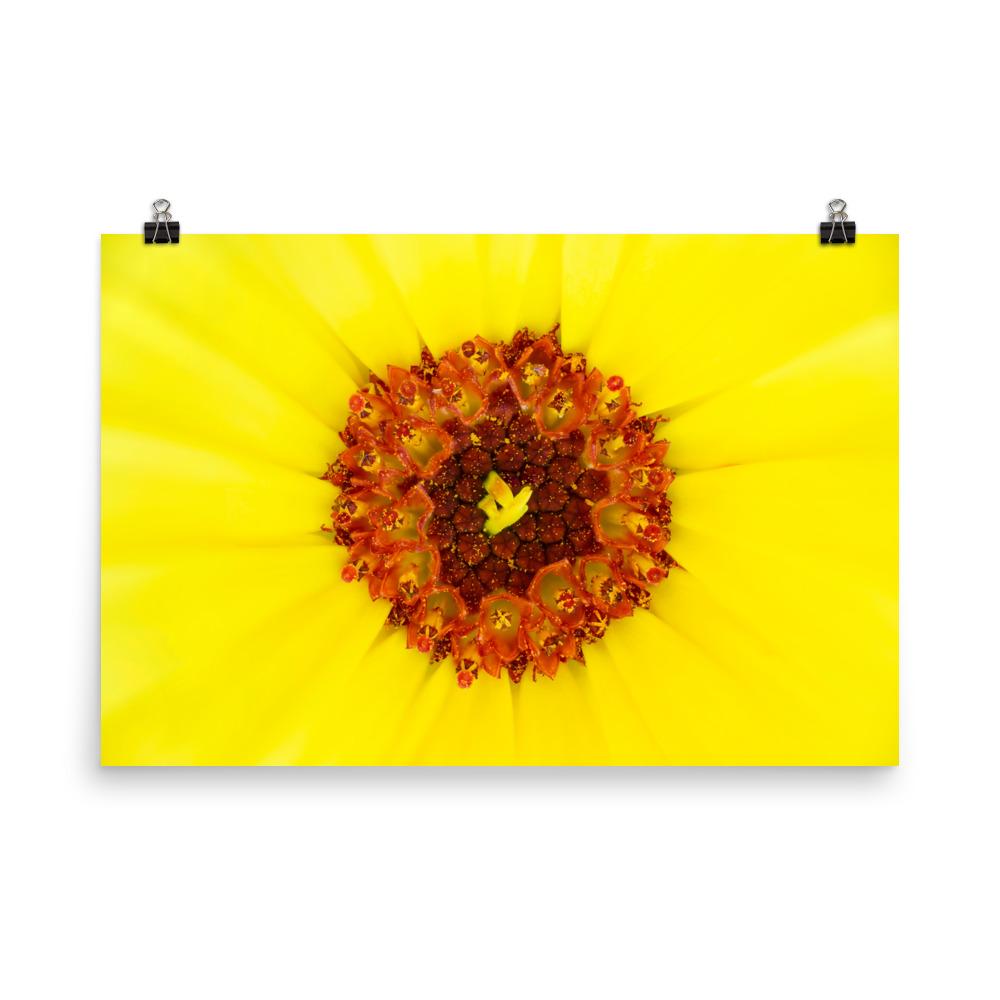 Ringelblume - Poster 61x91 cm artlia