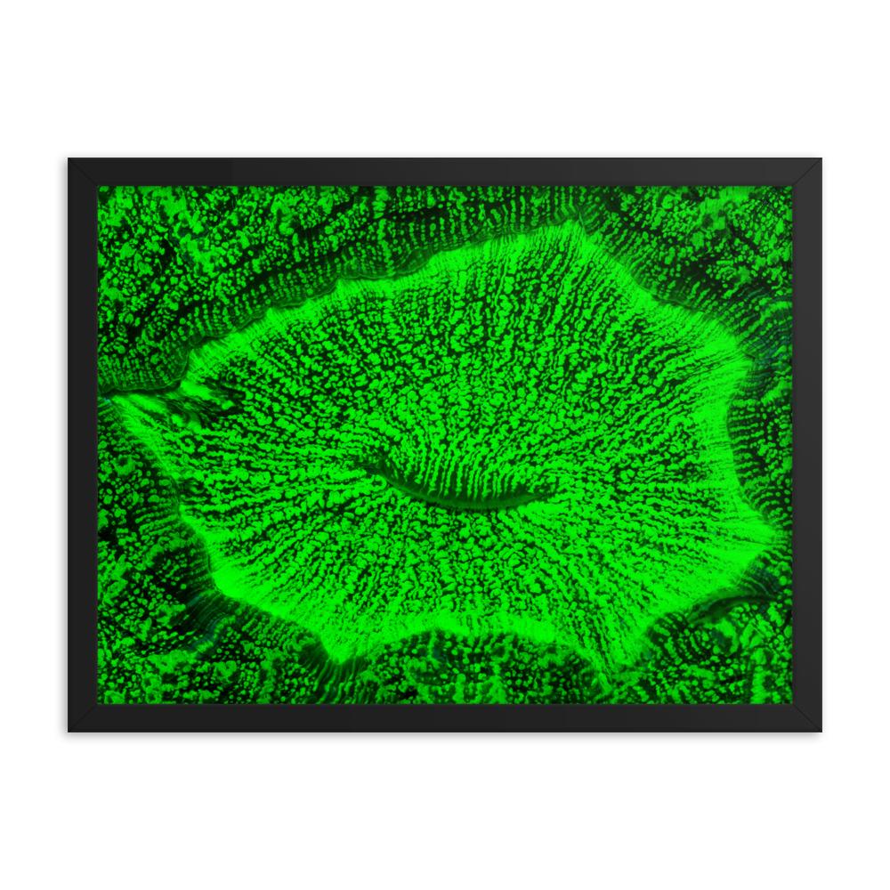 Wulstkoralle - Poster im Rahmen schwarz / 30x41 cm artlia