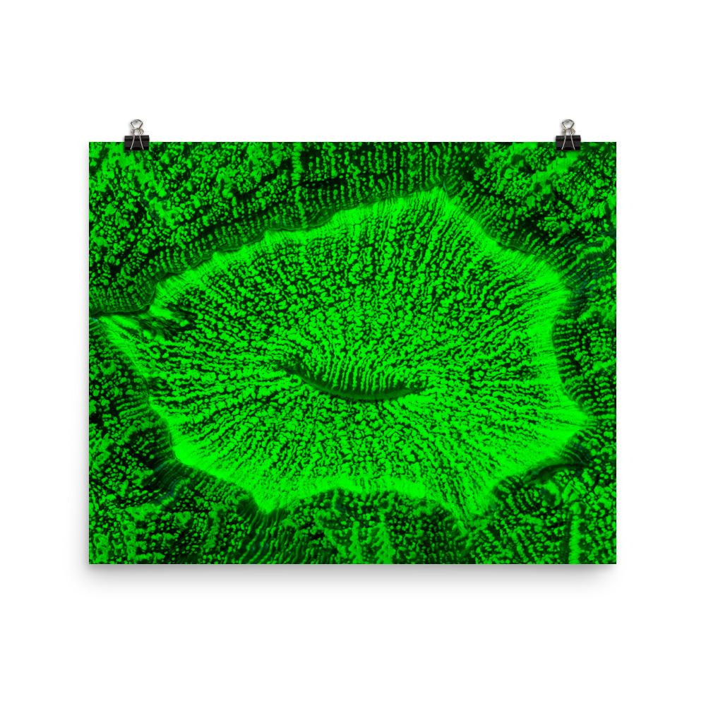 Poster - Wulstkoralle 20x25 cm artlia