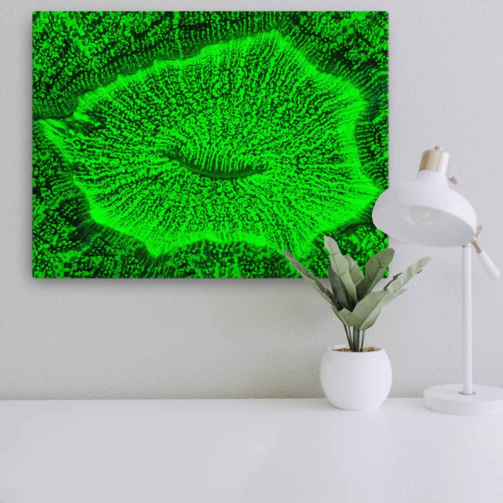 Poster - Wulstkoralle artlia