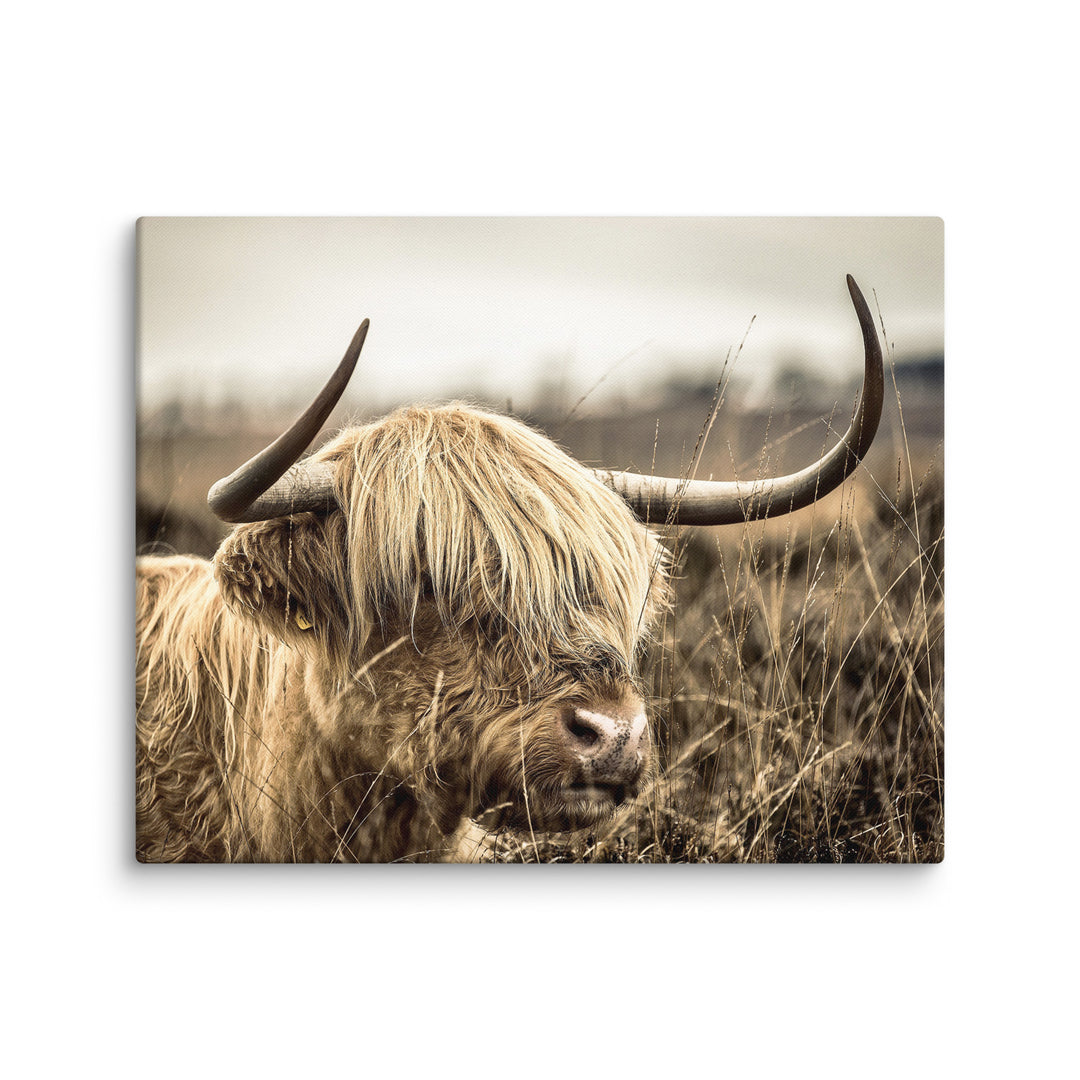 Leinwand - Highland Cattle Retro