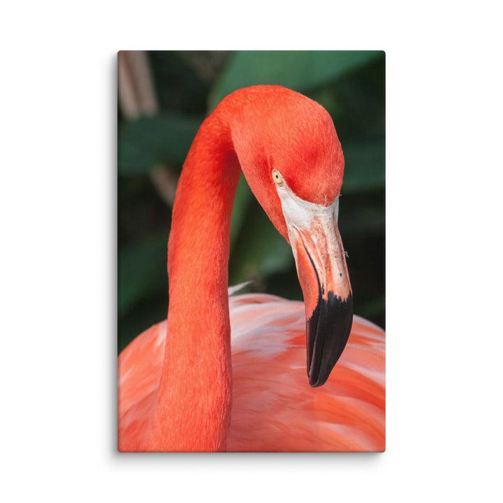 Leinwand - Flamant rose, Phoenicopterus Ruber